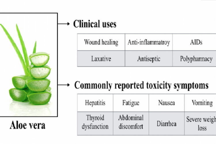 research paper on antimicrobial activity of aloe vera